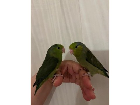 2 forpus yeşil renk ikisi de yavru