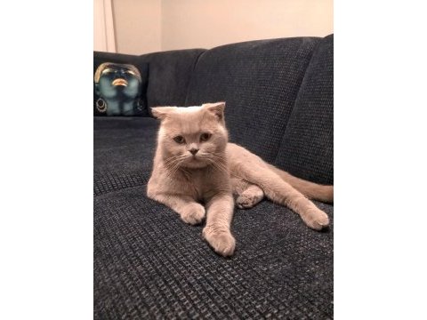 Scottish fold dişi