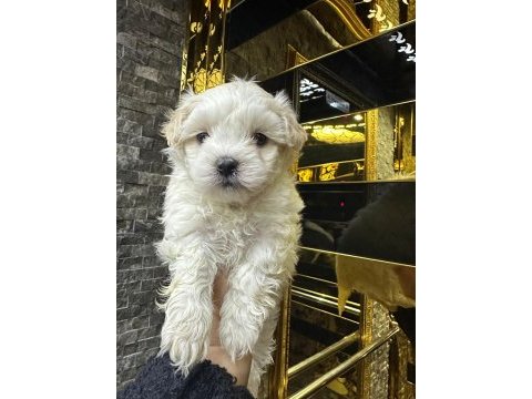 Maltese terrier 60 günlük