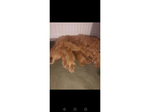 Toy poodle 3 dişi 2 erkek sağlık boy kilo garantili