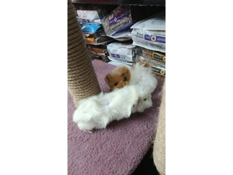Albino ginepig