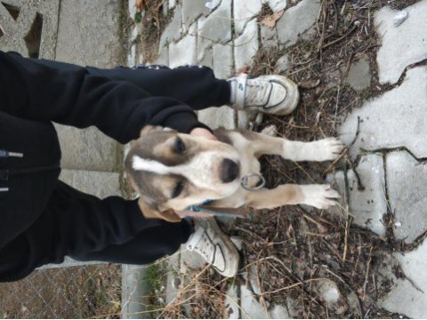 2,5 aylık dişi beagle