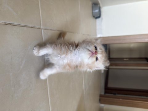 British longhair kedisi