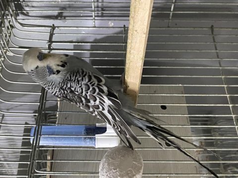 Jumbo çift altında yumurtaları ile birlikte muhabbet kuşu