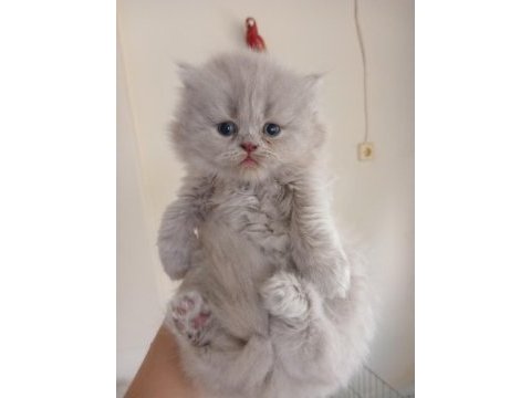 Yakışıklı erkek ve dişi bebek kediler