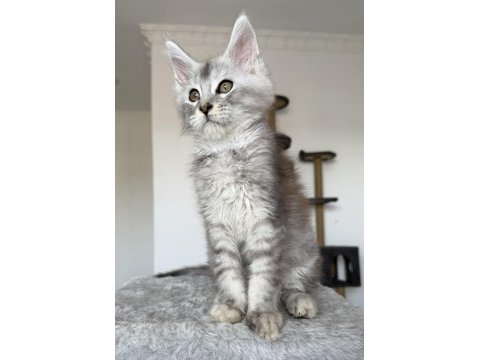 Xxxl maine coon erkek wcf kayıtlı