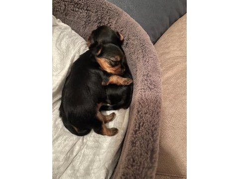 Safkan tüy dökmez koku alerji yapmaz yorkshire terrier