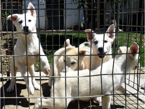 Beyaz husky yavrularımız