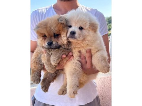 A kalite chow chow yavrularımız