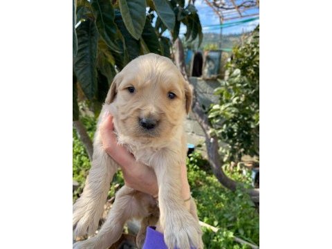 Ararsanız sevinirim golden retriever