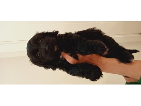 İki aylık terrier yavrusu