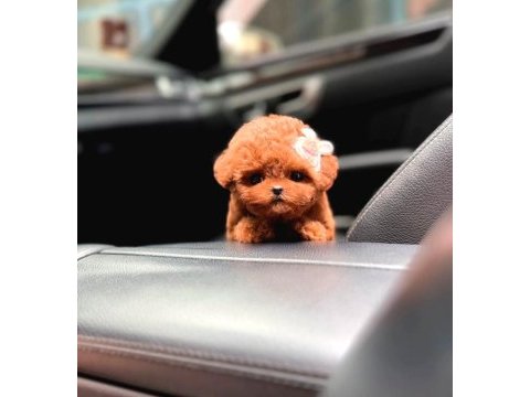 Show düzey a kali̇te toy poodle yavrumuz