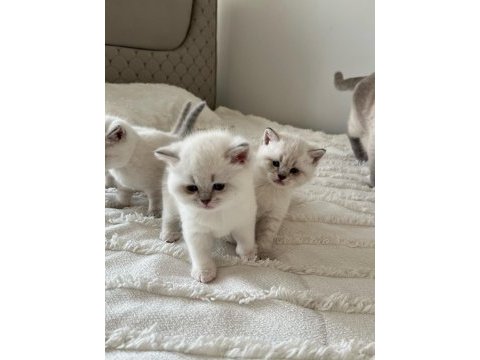 2 aylık british shorthair blue point