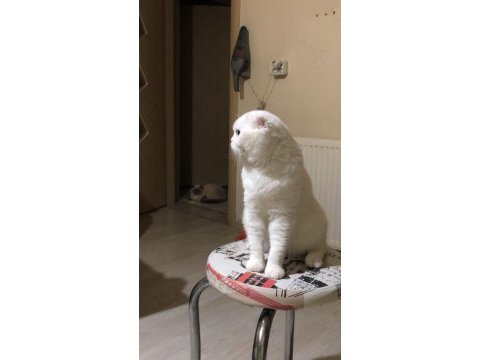 Ücretsiz scottish fold kedimiz ailesini bekliyor