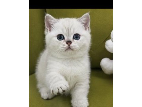 Safkan aa kalite erkek british shorthair yavrularım