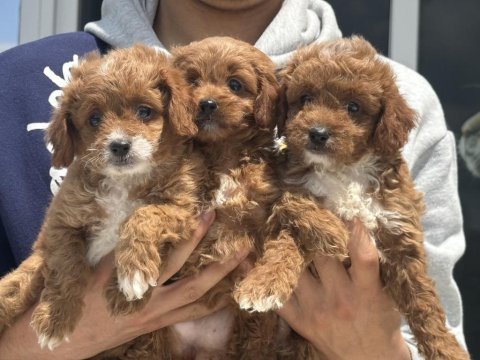 Petmode köpek çiftliğinde ziyarete açık maltipoo