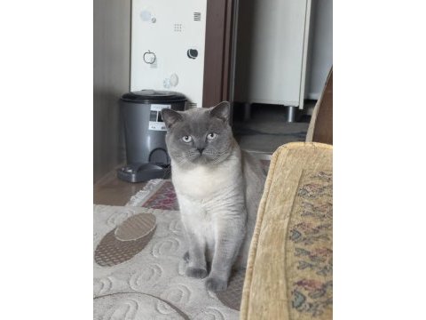 4 yaşında çok tatlı british shorthair
