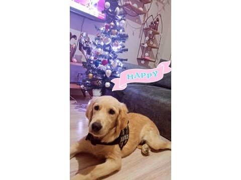 Akıllı eğitimli lora yeni ailesini arıyor golden retriever