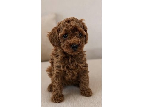 Uygun toy poodle köpeğimiz