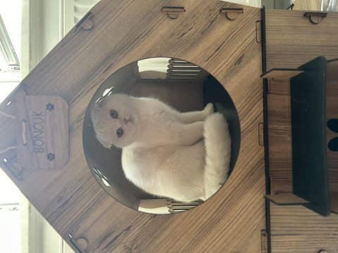 Scottish fold dişi kedimize yuva arıyoruz