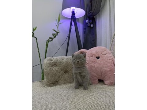 İri gözlü oyuncu yavru british shorthair