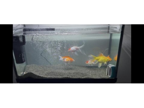 10-15 cm arası japon balıkları 4 adet