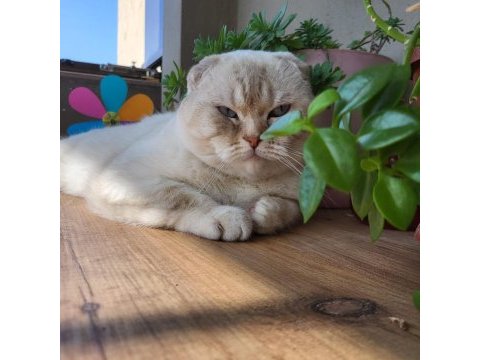 Scottish fold erkek
