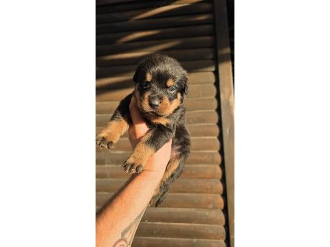 Rottweiler yavrular 6 adet