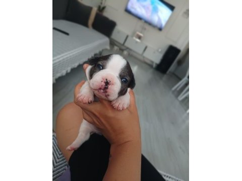 Full maske french bulldog bebekler