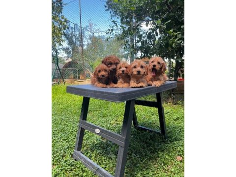 Irk ve sağlık garantili maltipoo