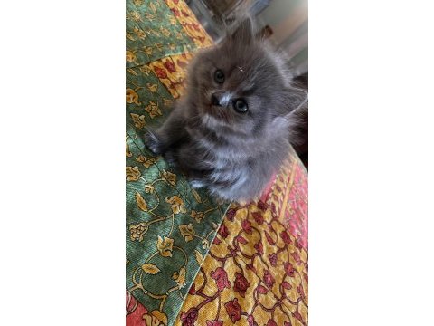 Kendi kedimizin yavruları saf kan