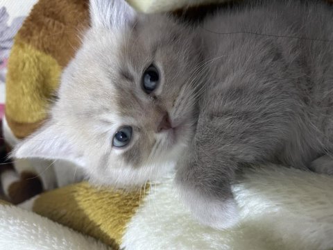 British shorthair kedilerimiz