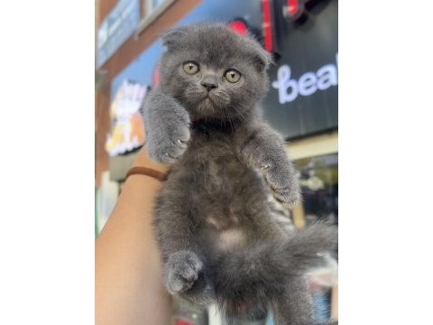Scottish fold top kafa gri erkek