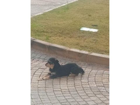 Küçük ırk şivava
