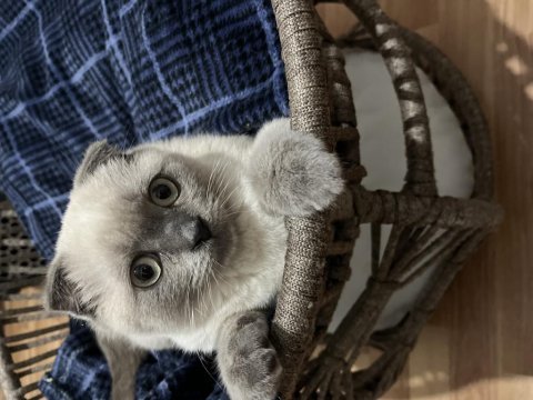 4 aylık cins scottish fold blue point kedim