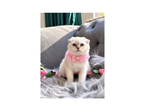 Muhteşem kalitede scottish fold