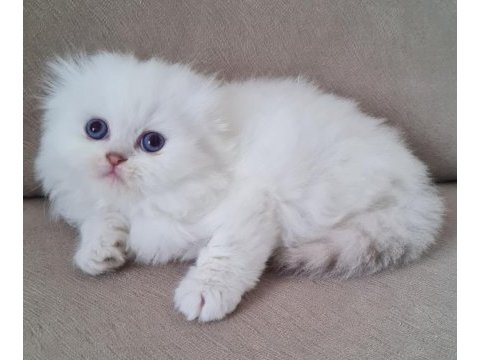 Scottish fold yavrular sahibinden