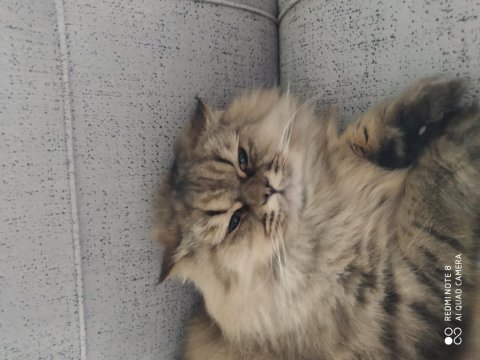 Ücretsiz chinchilla kedisi