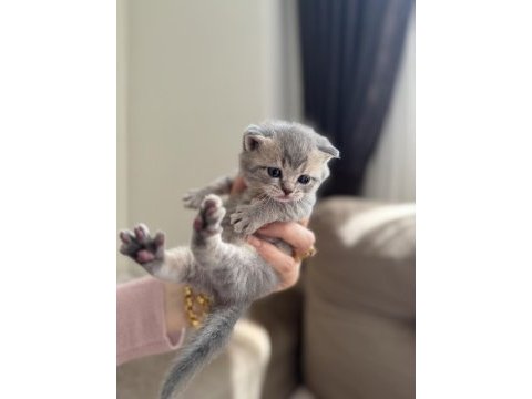 British shorthair beyaz silver ve blue yavrular
