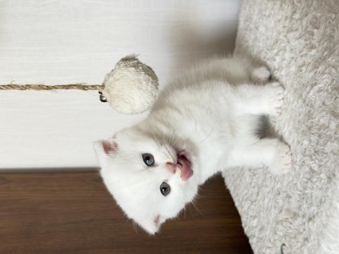2 aylık scottish fold