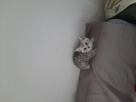 British shorthair yavrular