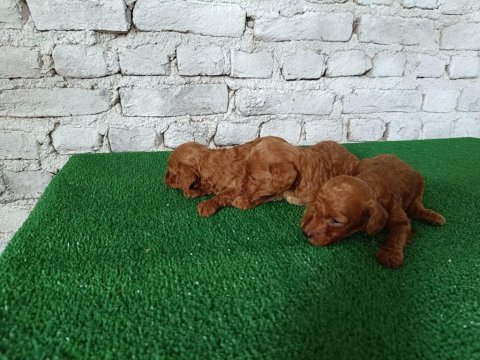 Toy poodle yavrularımız yeni yuvalarının arıyor