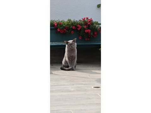 5 yaşında british shorthair erkek