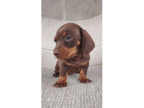 Sevimli sosis dachshund bebekler