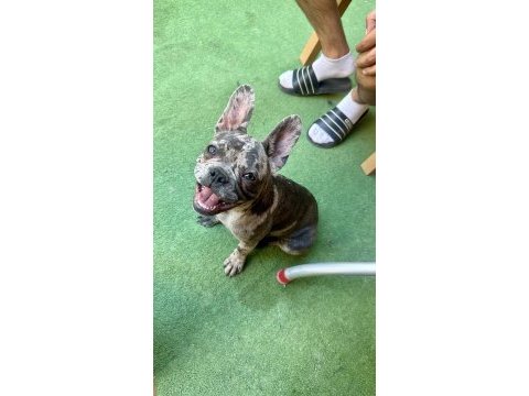 Merlin french bulldog