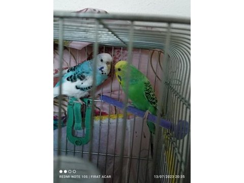 Mecbur kaldığım için satıyorum kuşlar