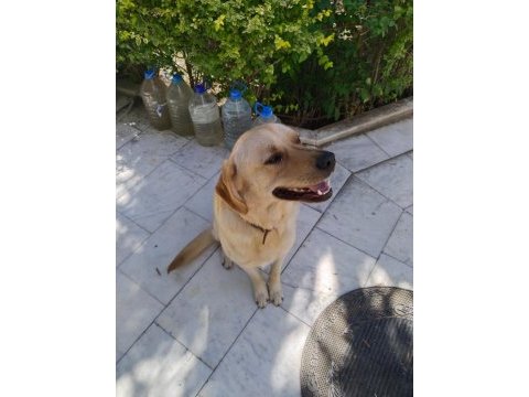 Labrador retriever ücretsiz sahiplendirilecek