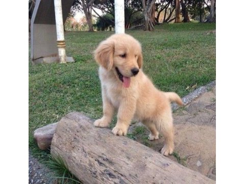 Golden retriever köpeği