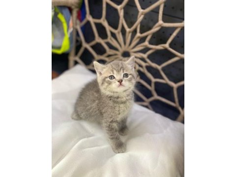 Yeni gelen british shorthair güzellikler