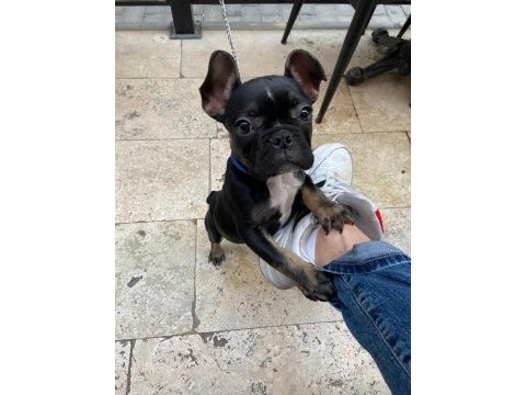 3.5 aylık aşıları tam french bulldog